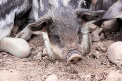 2015-06-12 Tierpark Lange Erlen, Mangalica-Schwein, Frischlinge 011