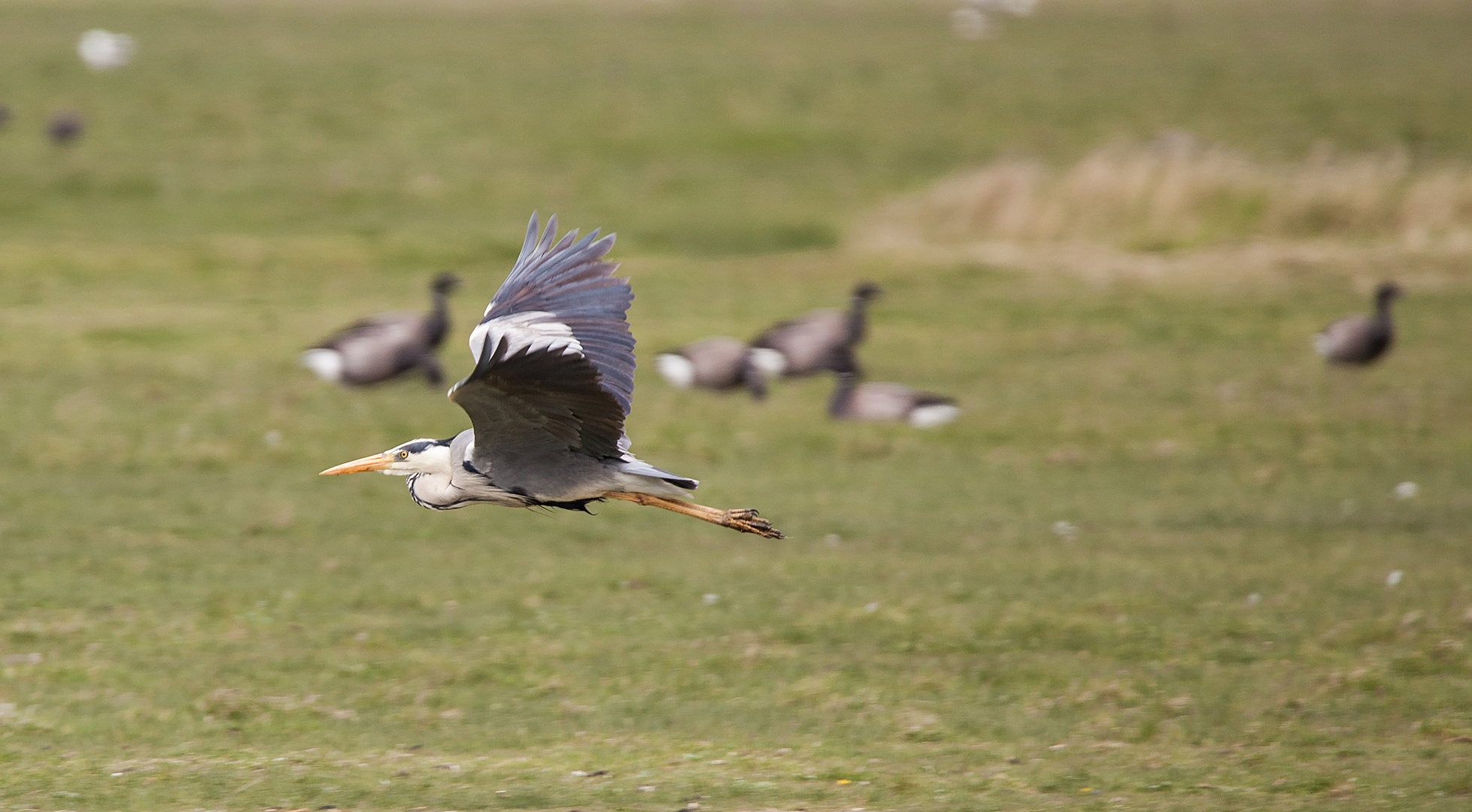 2015 Graureiher auf Hallig Hooke