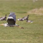 2015 Graureiher auf Hallig Hooke