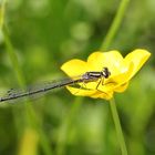 2015 - ** Hufeisen-Azurjungfer ** - Weibchen