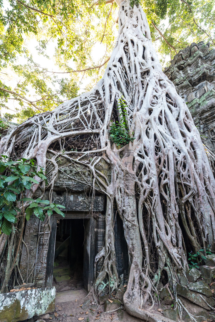 2015 Ta Prohm_04