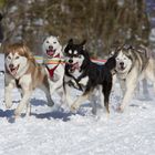 20150131_Schlittenhunderennen_0217