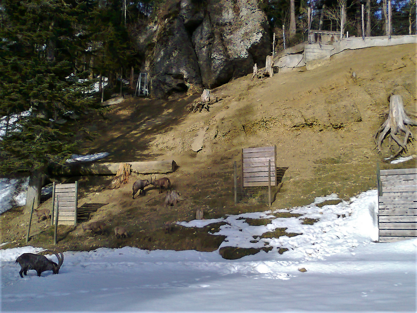 20150308 Steinböcke beim Äsen und Kämpfen  Alpenzoo  Pfänderberg