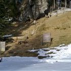 20150308 Steinböcke beim Äsen und Kämpfen  Alpenzoo  Pfänderberg