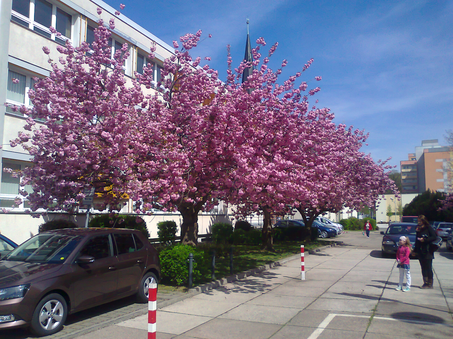 20150429 ARCHIV  :Blütenzauber mitten in Zwickau