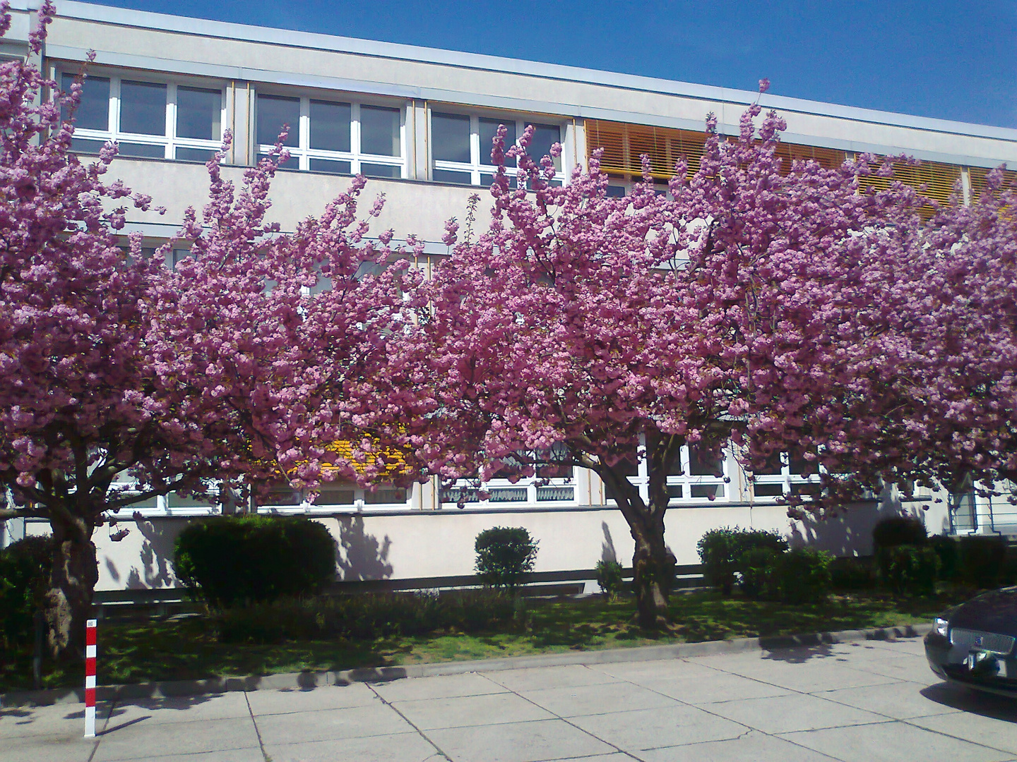 20150429 ARCHIV  :Blütenzauber mitten in Zwickau II