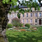 20150502  ARCHIV :    Alter Baum vorm Neuen Schloss in Bayreuth