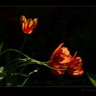 20150515 Tulpen im Licht