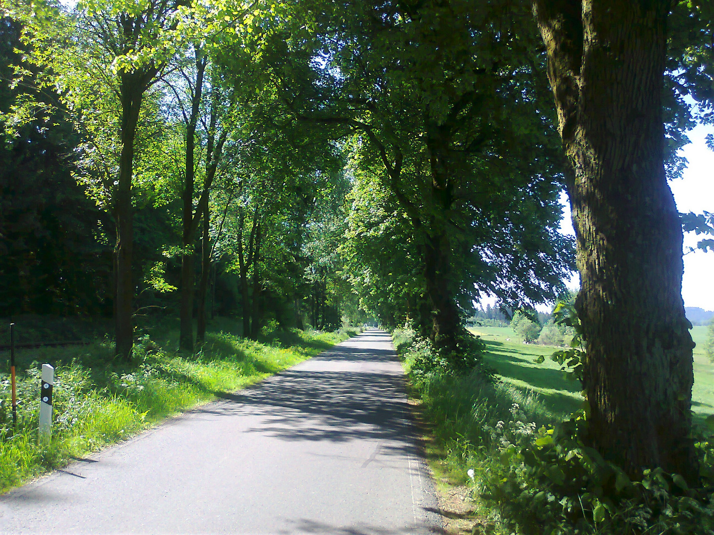 20150604 ARCHIV  Sehnsuchtsallee neben der Bahnstrecke Falls-Marktschorgast