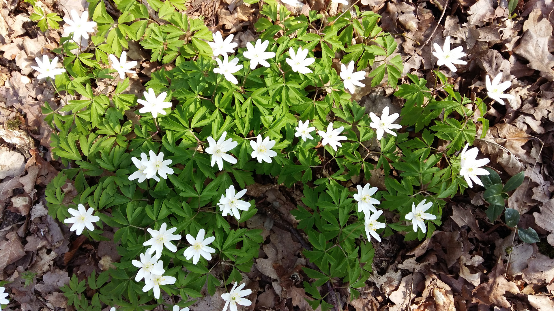 20150629 Kleine Blumen im Herrschaftswald