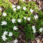 20150629 Kleine Blumen im Herrschaftswald