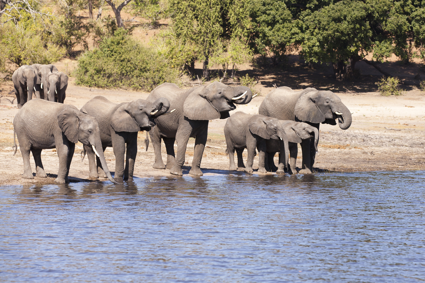 2015_07_Durst im Chobe