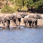 2015_07_Durst im Chobe