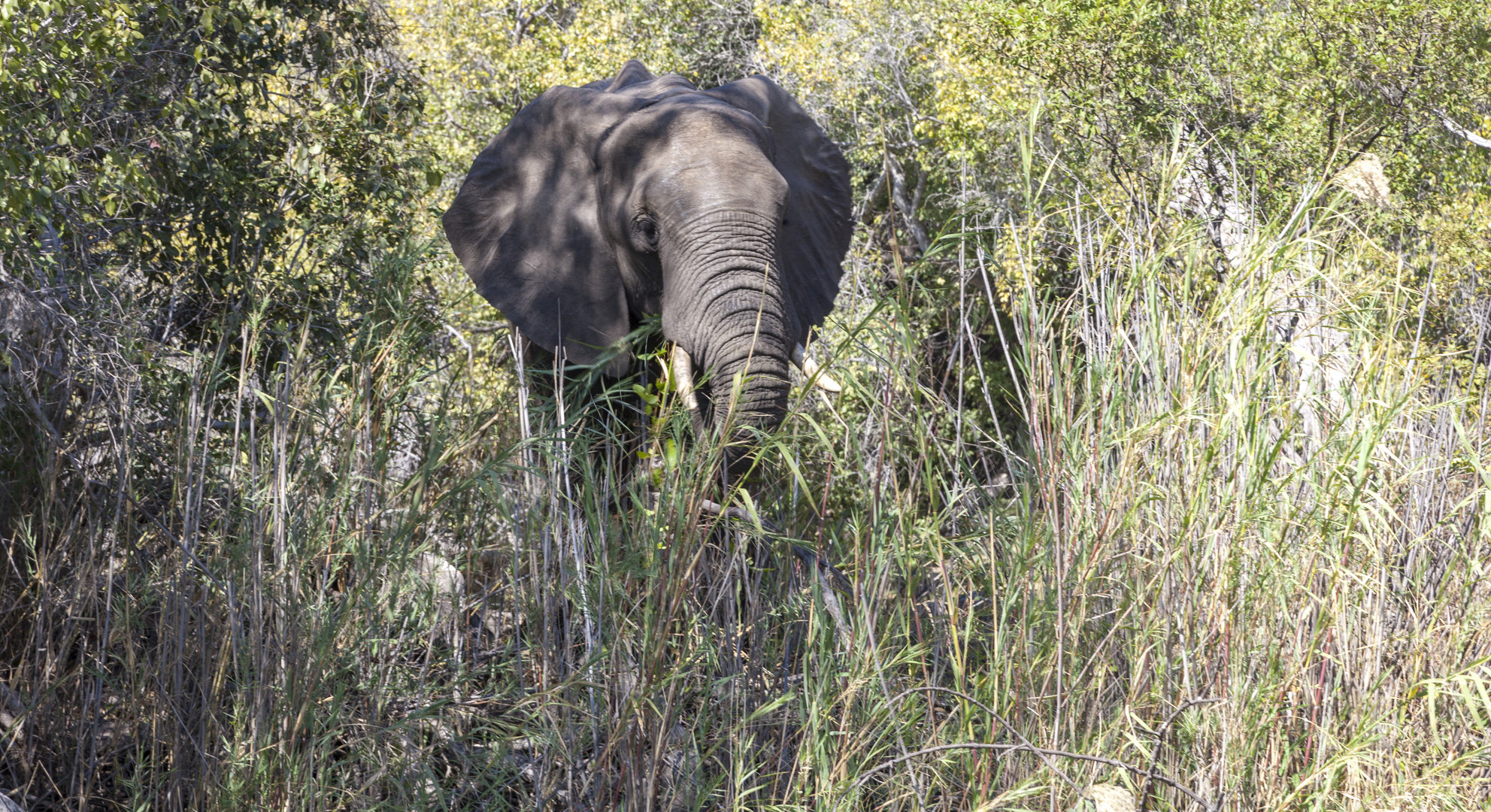 2015_07_Zimbabwe_0682_Sambesi