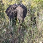 2015_07_Zimbabwe_0682_Sambesi