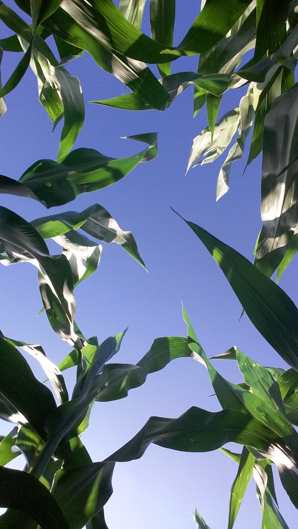20150812 Mitten im Maisfeld mit Blick gen blauem Himmel