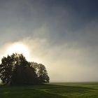 20150929 Baumgruppe mit Morgennebel