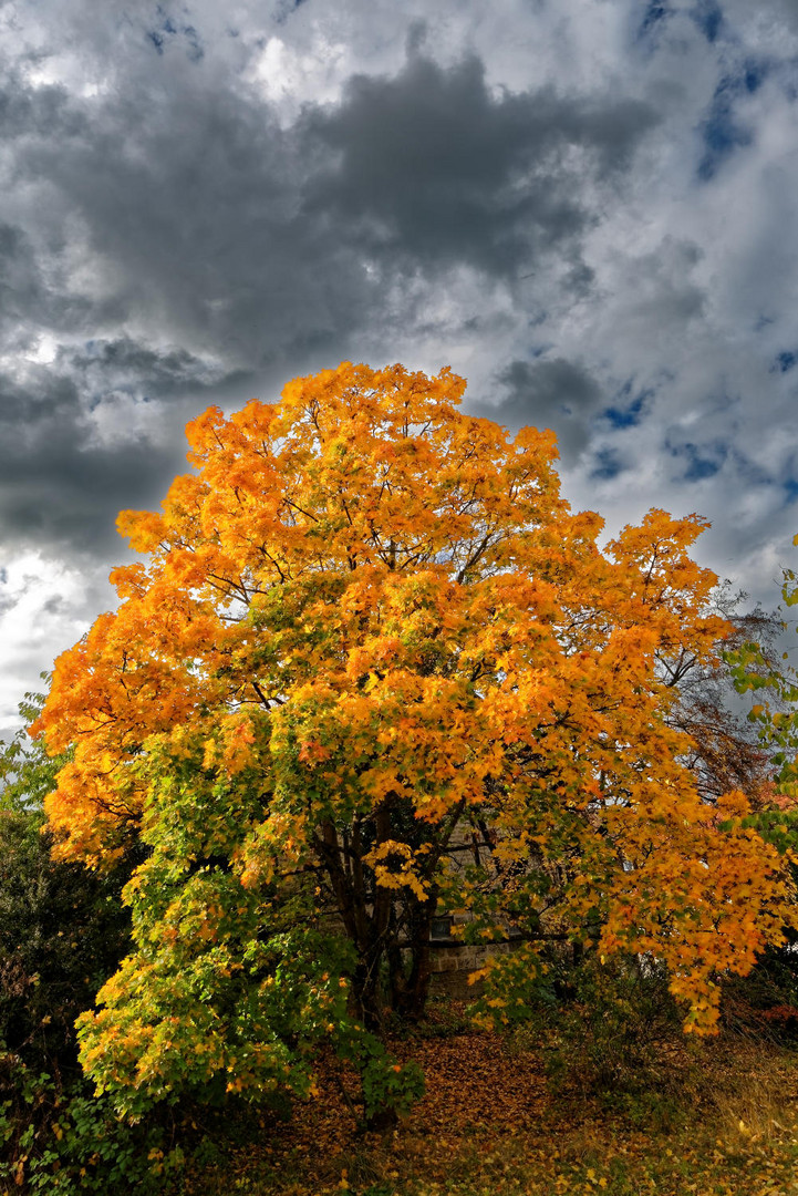 20151009 beautiful autumn tree