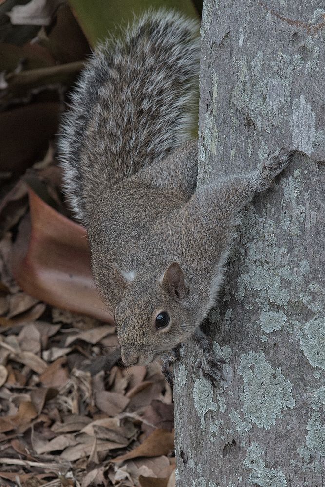 2015_5921 Sciurus carolinensis