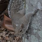 2015_5921 Sciurus carolinensis