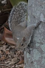 2015_5921 Sciurus carolinensis