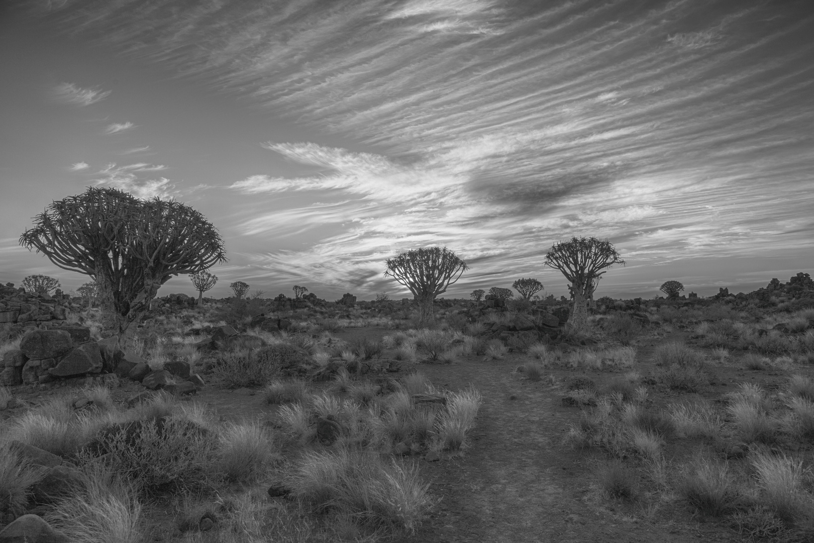 2015_Namibia_Köcherbaumwald