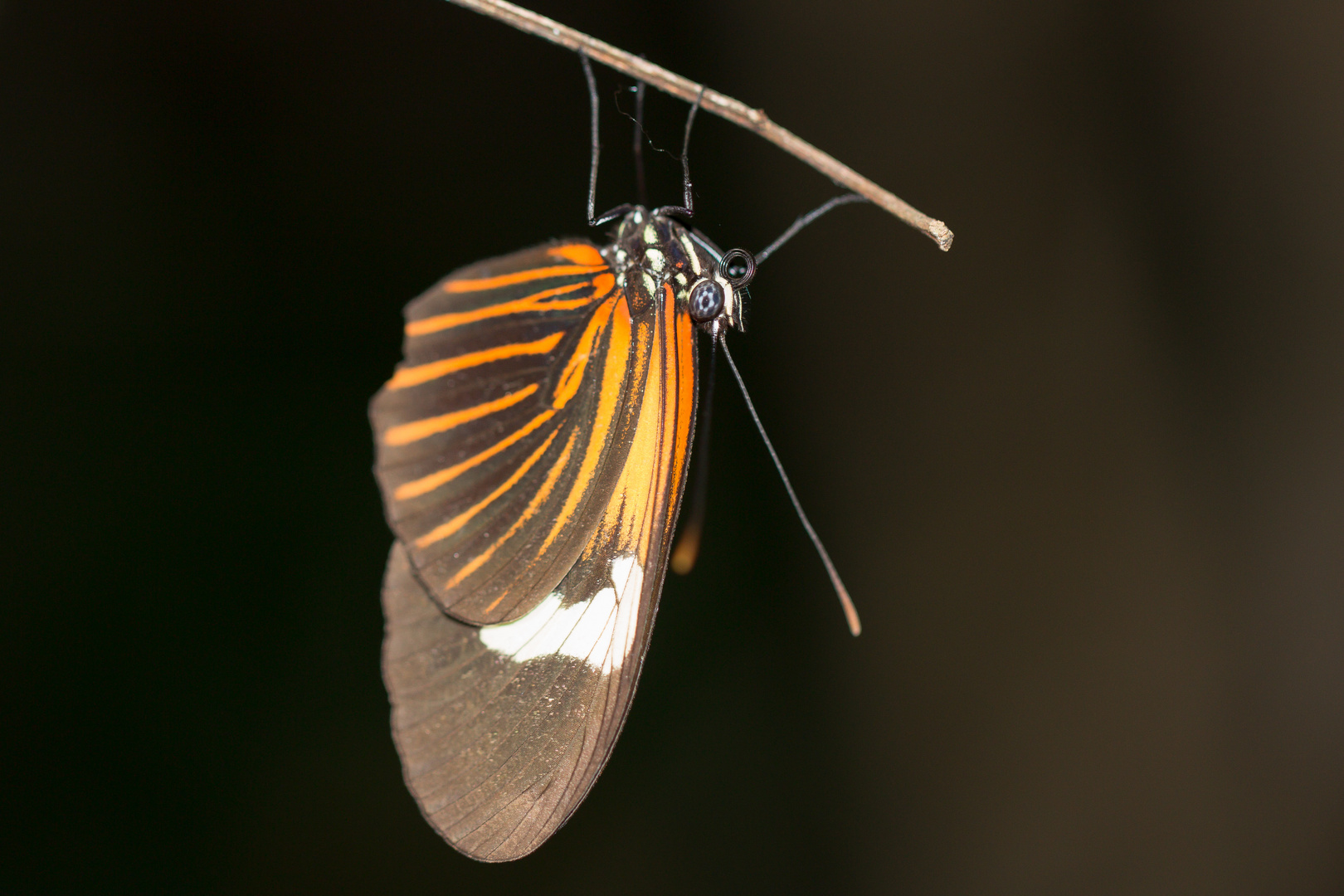 2015_Peru_Butterfly