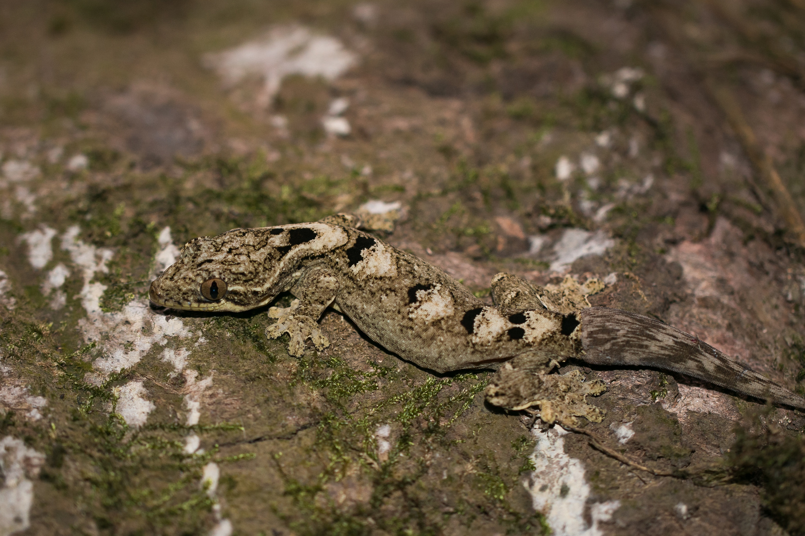 2015_Peru_Gecko