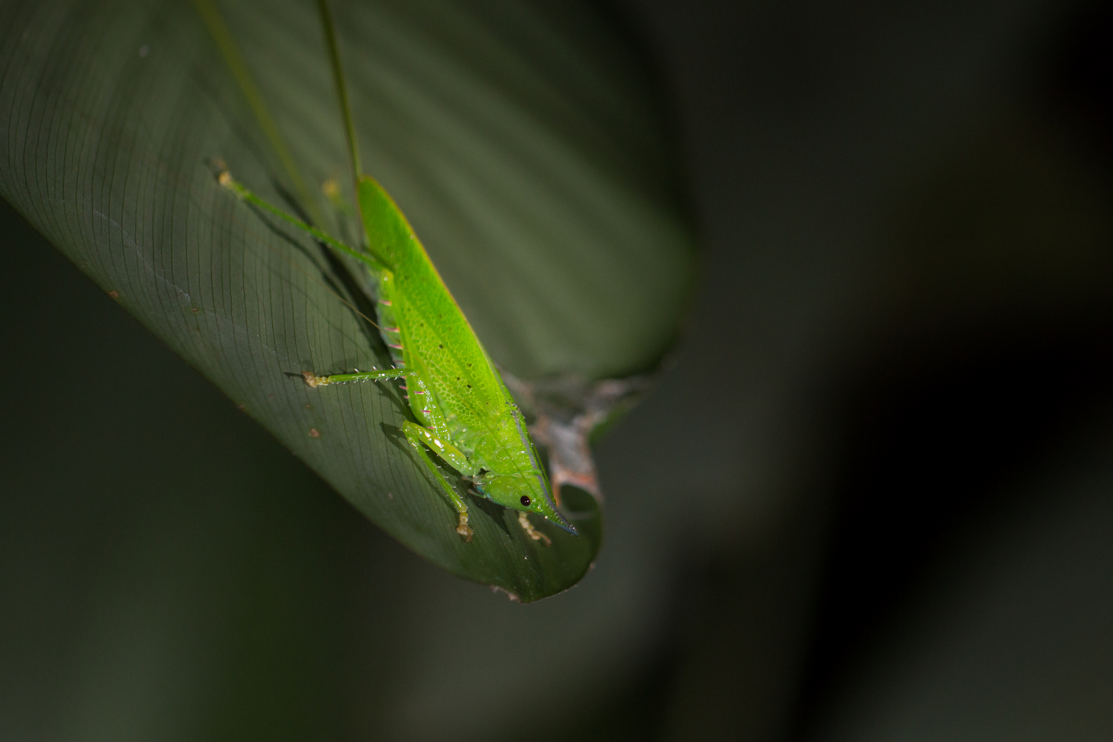 2015_Peru_Heuschrecke