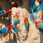 2015_Peru_Manu_Macaw