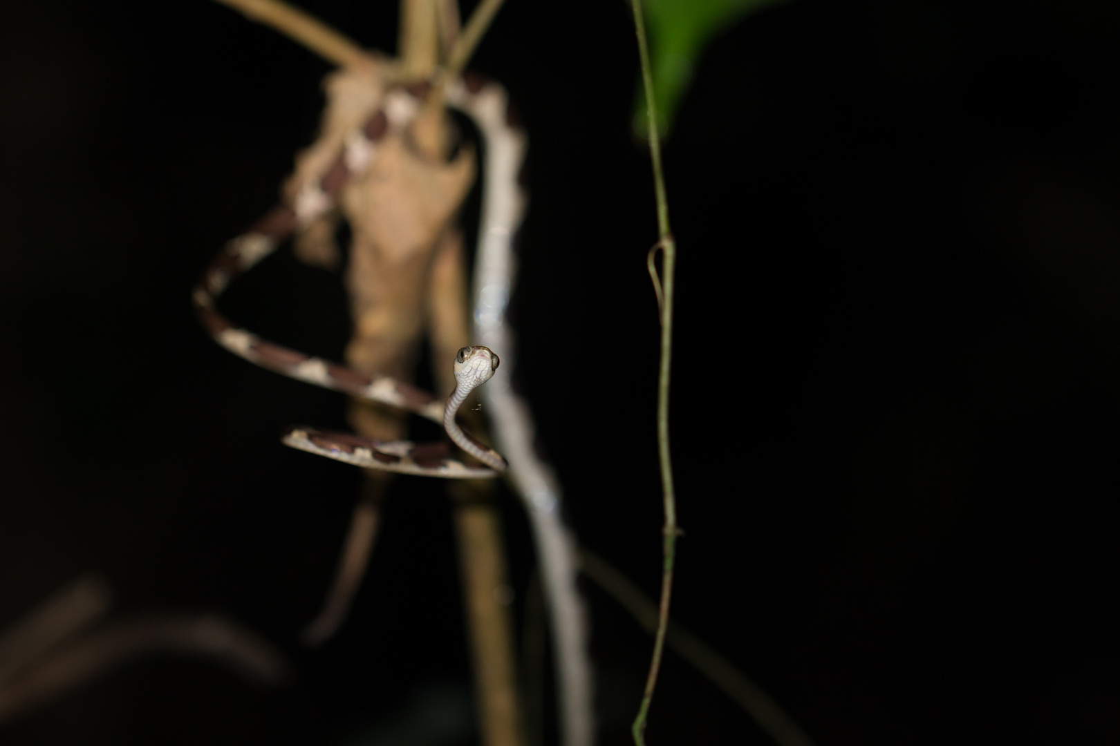 2015_Peru_Manu_Snake