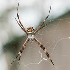 2015_Peru_Manu_Spider