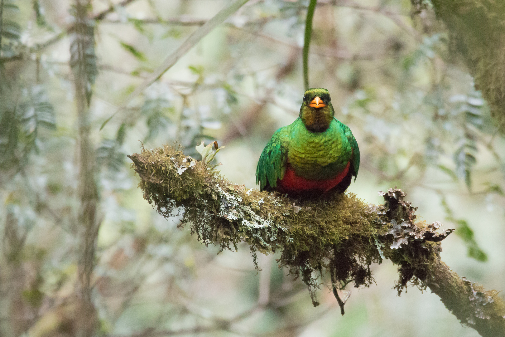 2015_Peru_Quetzal 2 