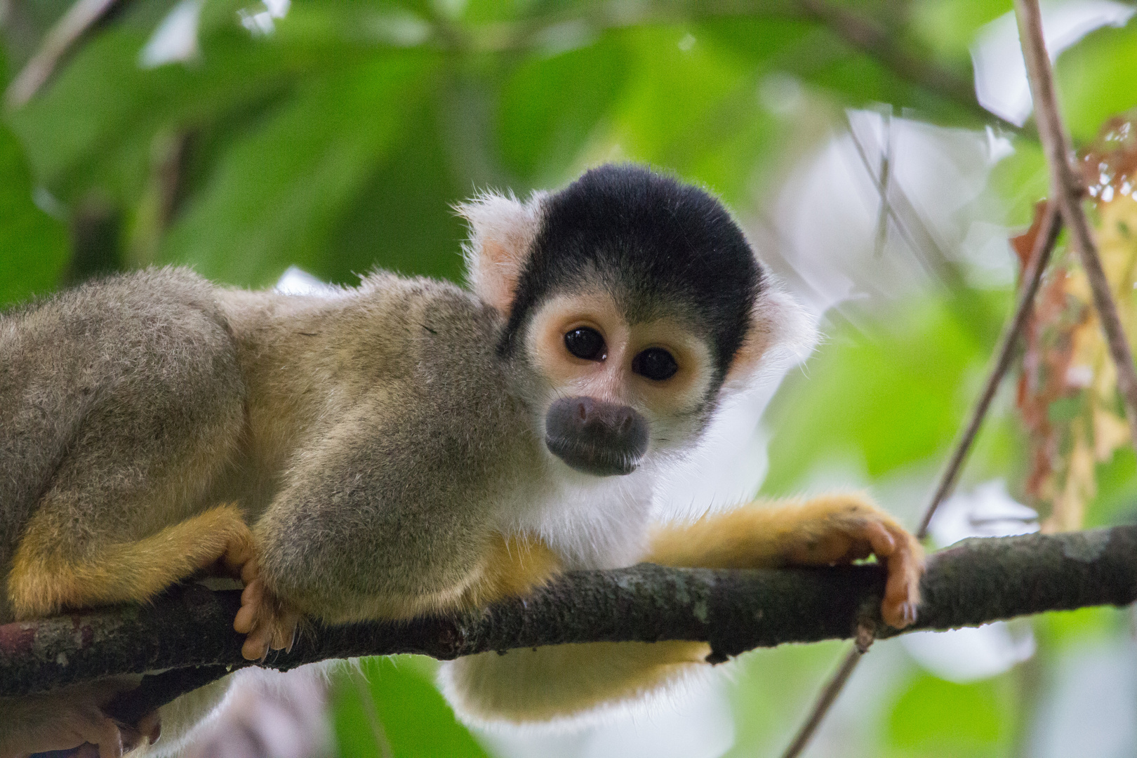 2015_Peru_Squirrel Monkey