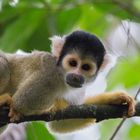 2015_Peru_Squirrel Monkey