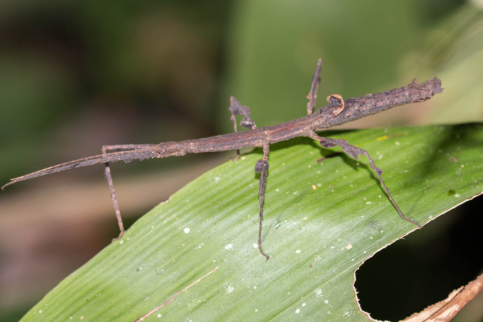 2015_Peru_Stabschrecke (1 von 1)