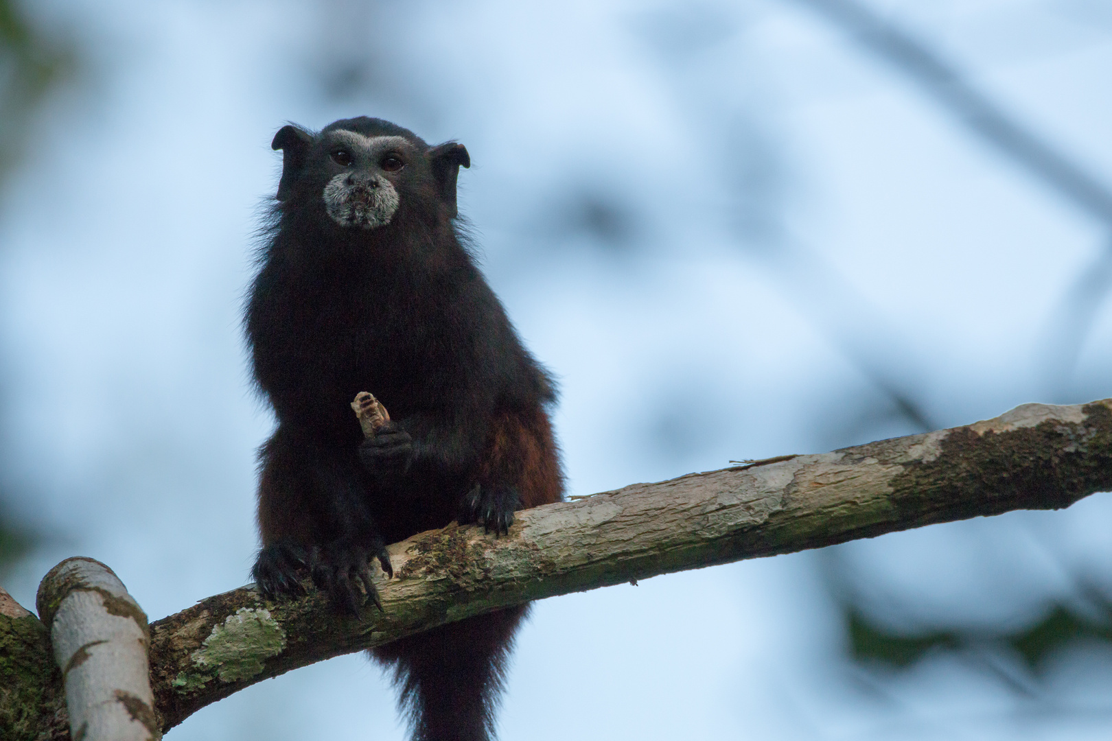 2015_Peru_Tamarin monkey