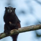 2015_Peru_Tamarin monkey