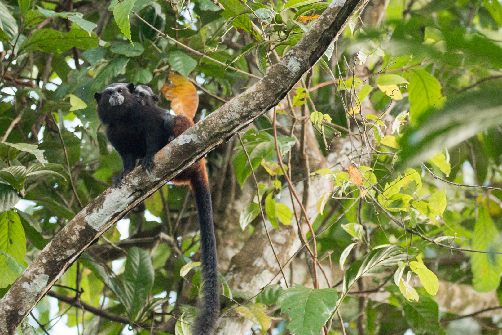 2015_Peru_Tamarin_Baby