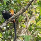 2015_Peru_Tamarin_Baby