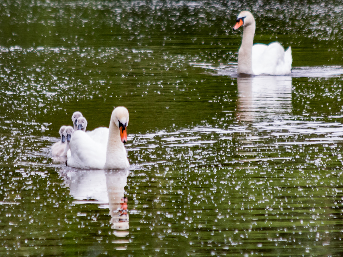 2016-06-04 Schwäne