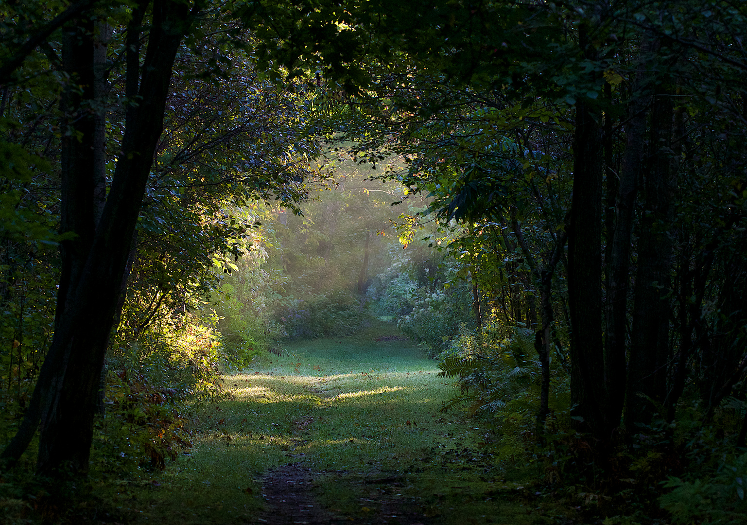 2016-09-21 à 07-22-02 Dans le sentier.