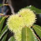 2016-09-25 Edelkastanie (Castanea sativa), Hauptstraße Steinenstadt (2)