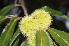 2016-09-25 Edelkastanie (Castanea sativa), Hauptstraße Steinenstadt (2)