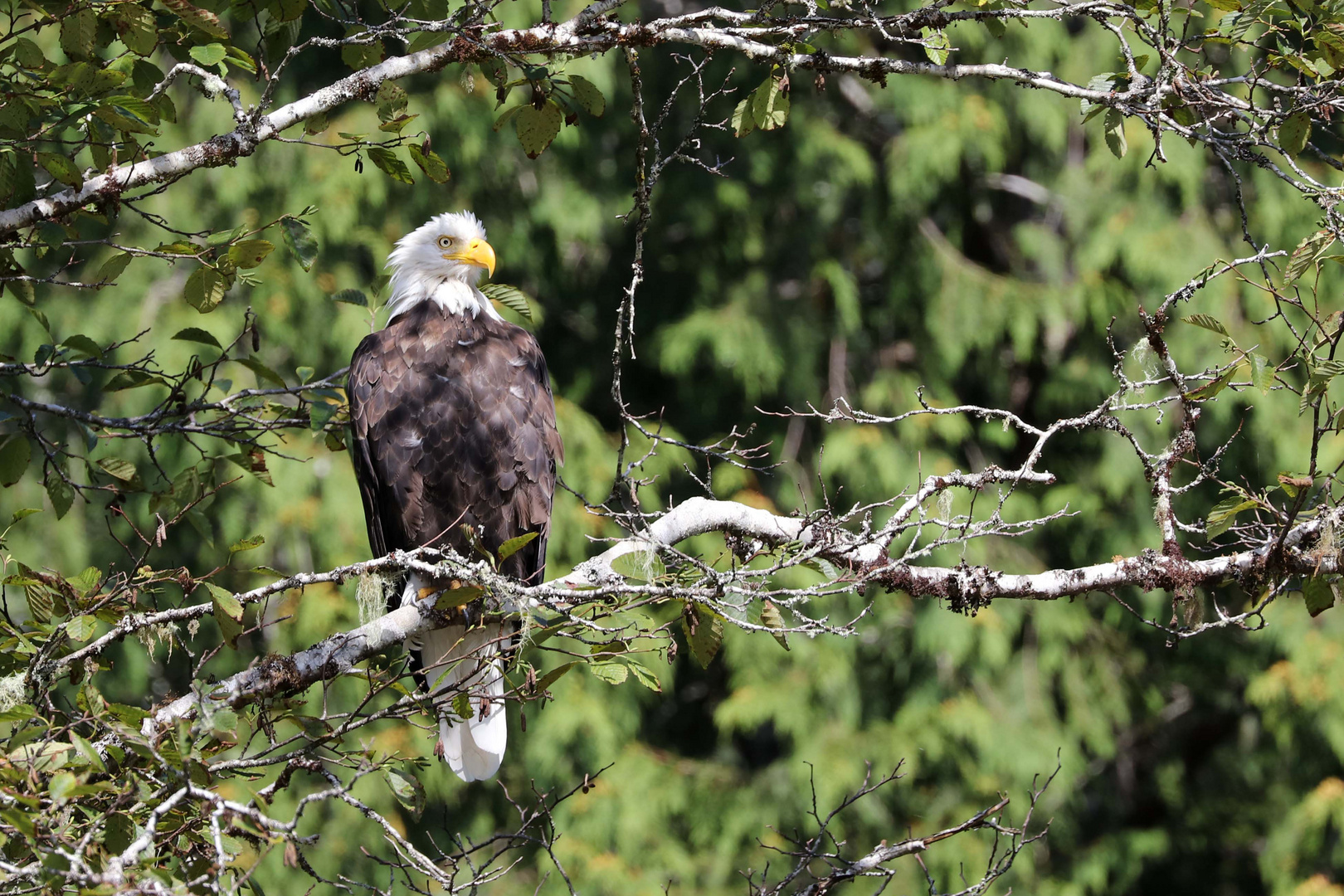 2016-09 Weisskopf-Seeadler Vancouver Island