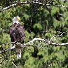 2016-09 Weisskopf-Seeadler Vancouver Island