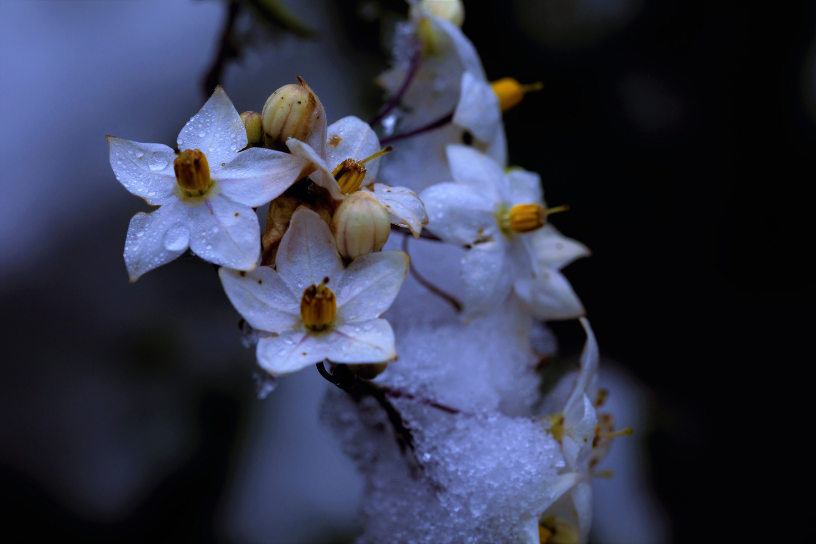 2016-11-09_Schnee / Jasminblütiger Nachtschatten