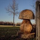 2016-11-automne-champignon