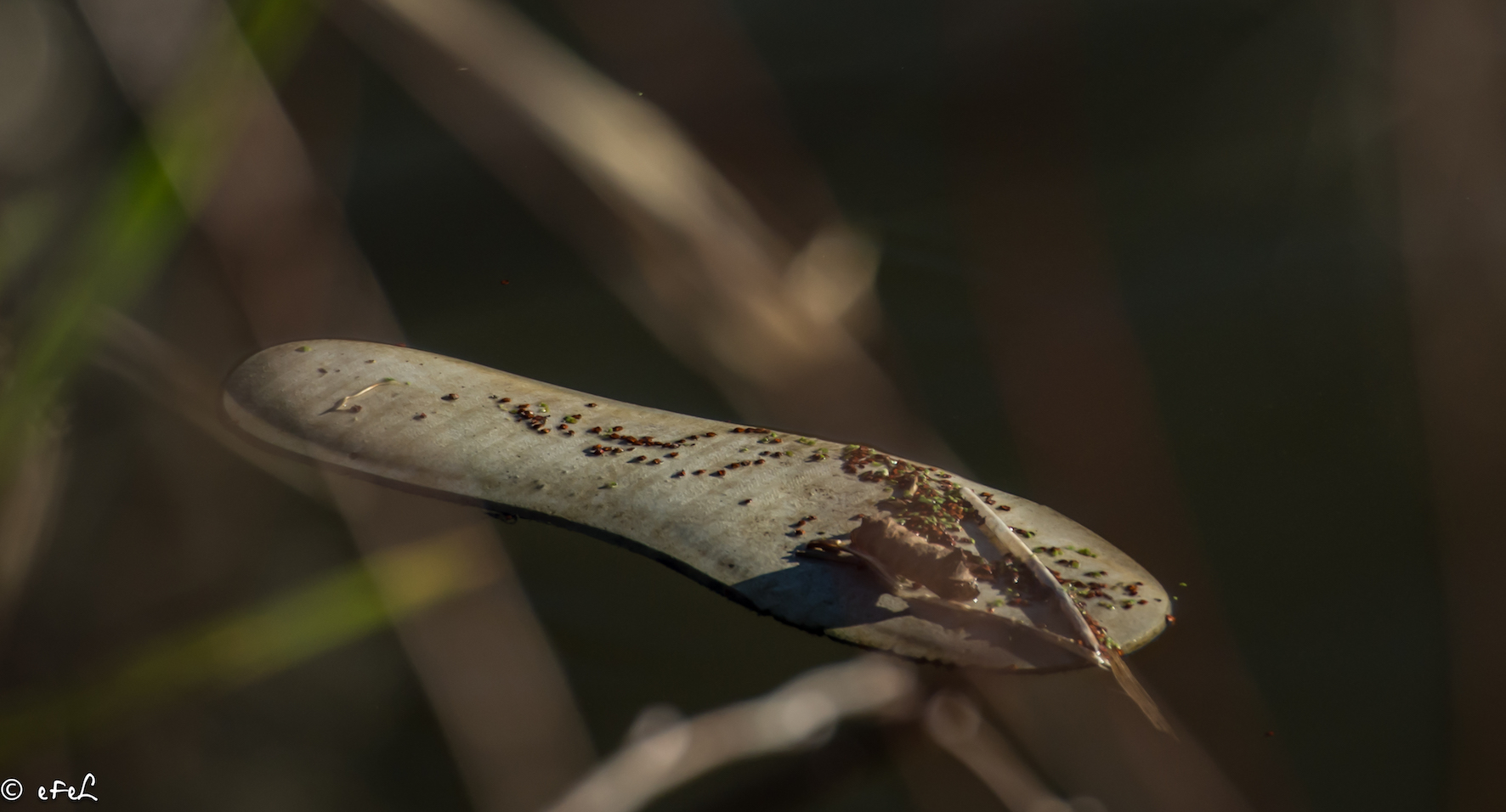 2016-11-bokeh-chaussure