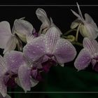 2016-11-fleur-orchid